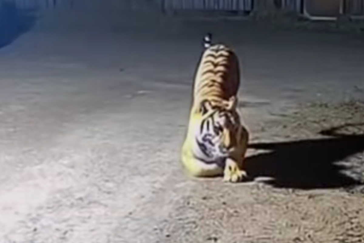 Mengungkap Misteri Viral: Mengapa Harimau Bisa Takut pada Kucing? Fakta, Mitos, dan Teori di Balik Video TikTok yang Bikin Heboh