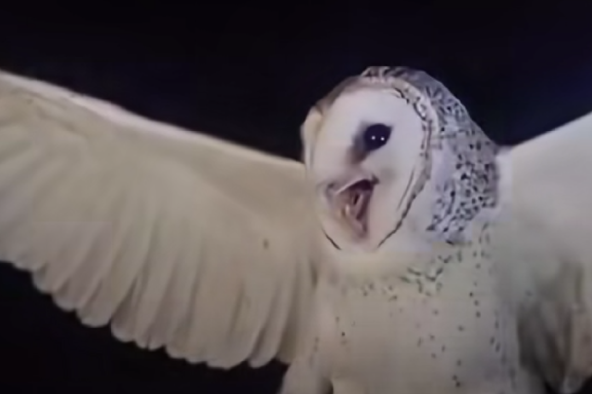 Burung Hantu Manguni itu Apa? Kini Viral Disebut Ditembak Mati Wanita di NTT karena Ganggu Tidur