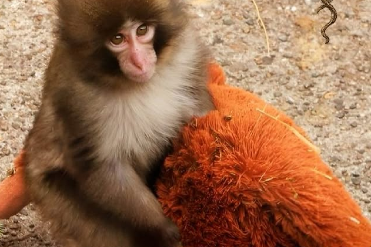 Punch Bayi Monyet Jepang Viral, Ahli Primata Soroti Dampak Emosional