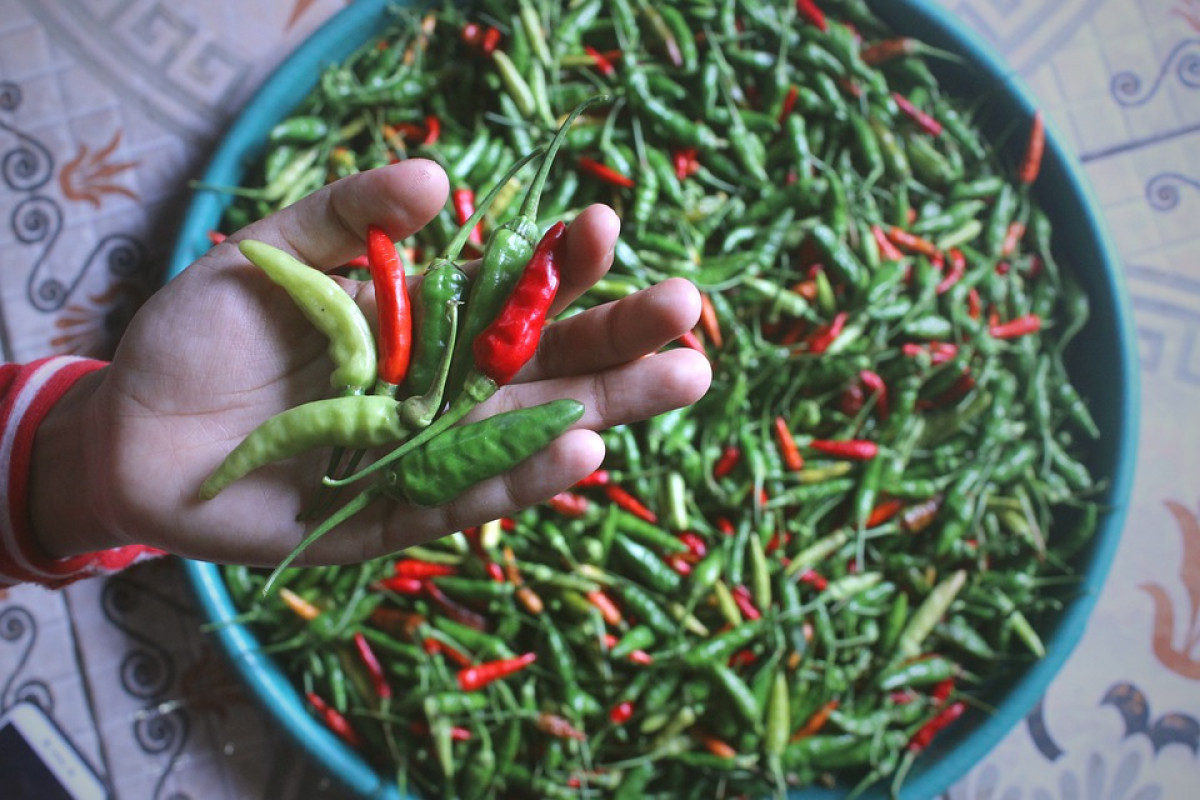 Harga Cabai Rawit Meledak: Tembus Rp200 Ribu per Kilogram, Warga Papua Pegunungan Terdampak Berat