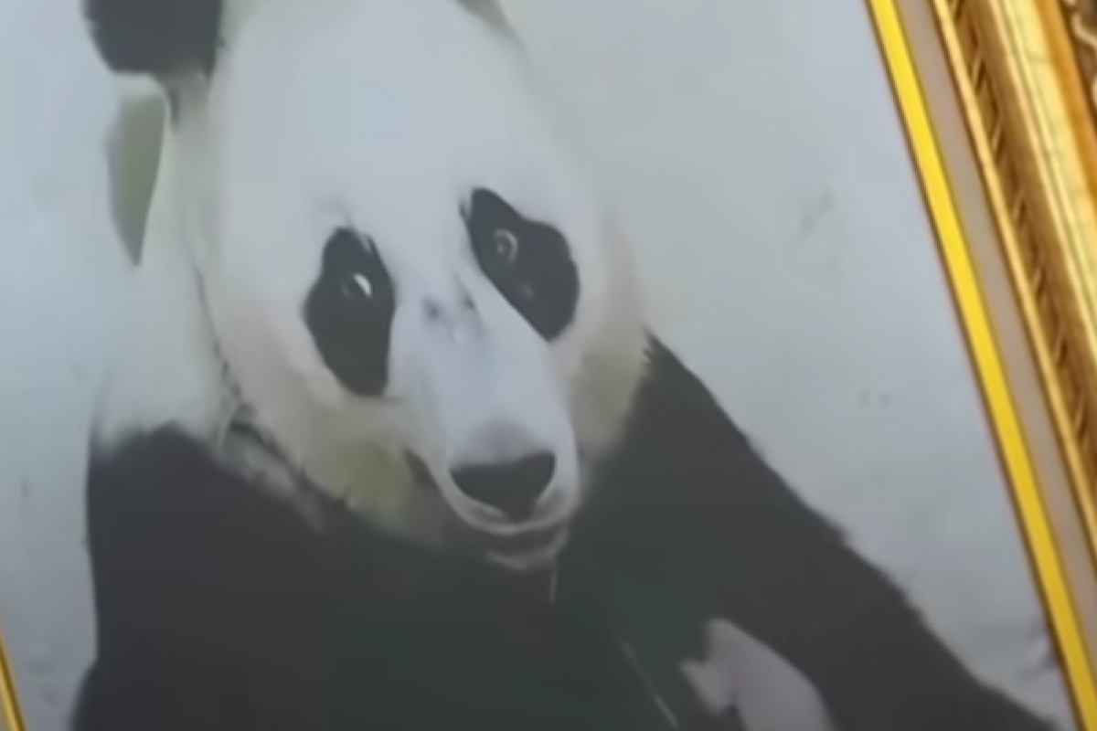 Bayi Panda Pertama di Indonesia dalam Satu Dekade, ‘Satrio Wiratama’, Jadi Simbol Persahabatan Diplomatik Indonesia–Tiongkok