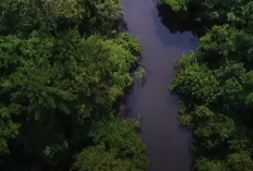 Taman Nasional Tesso Nilo Memanas: Ribuan Massa Serbu Kawasan Konservasi, Satgas PKH Dipaksa Mundur
