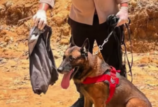 Reno, Anjing Pahlawan K9 Polda Riau yang Gugur dalam Misi Kemanusiaan di Sumatra Barat: Pengabdian Tanpa Batas Hingga Napas Terakhir