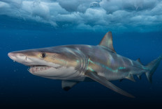 Hiu Sleeper Ditemukan di Perairan Antarktika Ilmuwan Ungkap Rahasia Ketahanannya di Suhu Ekstrem