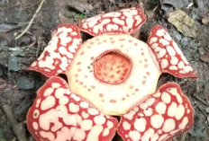 5 Fakta Menarik Rafflesia hasseltii, Bunga Langka Berpenampakan Unik dari Sumatera