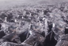 Penyaluran Motor Listrik SPPG Disorot Warganet, Dikaitkan dengan Program MBG