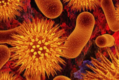 Contoh Kingdom Monera Berdasarkan Kelompok dan Penjelasannya