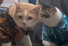 Bobby Kertanegara Ditabok Pororo, Cici Chania Sampai Deg-degan: Kucing Presiden Jadi Korban Perkenalan yang Tak Biasa!