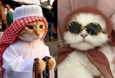LINK Download Gambar Foto PP Kucing Ramadan 2024, Berhijab hingga Pakai Peci Viral TikTok Lucu Bikin Ngakak