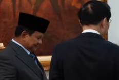 Siapa Satrio Wiratama? Bayi Panda Pertama di Indonesia dalam Satu Dekade yang Diberikan Nama Istimewa oleh Presiden Prabowo Subianto