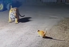 Kenapa Harimau Bisa Takut pada Kucing? Inilah Link Video yang Viral di TikTok, Benarkah Karena Roh Leluhur?