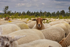 Aries Berani Tampil Beda dan Leo Diminta Lebih Tenang! Ramalan Zodiak Hari Ini 26 Januari 2026