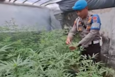 Misteri di Balik Pintu Tertutup: Petani Ganja dengan Teknologi Canggih Gemparkan Warga Jombang