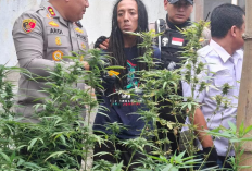 Profil Tampang Rama Petani Ganja di Jombang yang Resmi Ditangkap Polisi, Lengkap dari Umur, Agama dan Akun Instagram