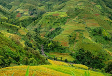 Desa Berlatar Belakang Pegunungan dan Menghasilkan Padi Hitam, Tebak di Mana? Menelusuri Keistimewaan Sumatera Barat yang Mengagumkan!