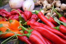 Harga Cabai Mulai Turun, Amran Optimis Stok Nasional Cukup Jelang Nataru 2025/2026