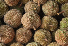 Permata Tersembunyi, Hutan Durian Terbesar Jatim, Bangga Penerima Penghargaan ADWI 2023 se-ASEAN!