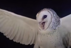 Burung Hantu Manguni itu Apa? Kini Viral Disebut Ditembak Mati Wanita di NTT karena Ganggu Tidur