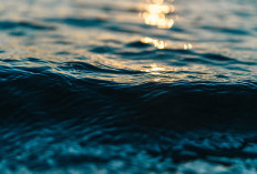 Laut, Bukan Hutan, Paru-paru Dunia? Pernyataan Viktor Laiskodat Viral, Ini Fakta Ilmiah di Balik Kontroversi