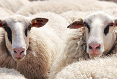 Ramalan Zodiak Hari Ini, 13 Januari 2026: Taurus, Waktunya Siapkan Dana Darurat! Libra dan Aries Jangan Lengah Soal Keuangan