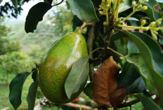 Tips Agar Alpukat Keras Cepat Matang dalam 1–2 Hari dengan Cara Sederhana