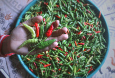 Harga Cabai Rawit Meledak: Tembus Rp200 Ribu per Kilogram, Warga Papua Pegunungan Terdampak Berat