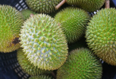 Temukan Surga Durian di Trenggalek dengan Lahan 650 Ha, Jaraknya Hanya 38 KM dari Kota, Juara ADWI 2023 di ASEAN