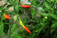 Harga Pangan Jelang Natal dan Tahun Baru 2026: Cabai dan Bawang Turun, Daging Ayam dan Telur Naik