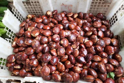 Tips Masak Jengkol Cepat Empuk dan Tidak Bau Pakai Dua Bahan Sederhana