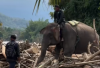 Gajah Sumatra Jadi Pahlawan Tak Terduga dalam Pemulihan Pascabencana di Sumatra