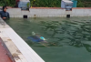 Kolam Renang KONI Sario Manado: 25 Tahun Tak Pernah Dikuras, Atlet Masih Berenang di Air Hijau Keruh!