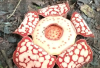 5 Fakta Menarik Rafflesia hasseltii, Bunga Langka Berpenampakan Unik dari Sumatera