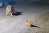 Kenapa Harimau Bisa Takut pada Kucing? Inilah Link Video yang Viral di TikTok, Benarkah Karena Roh Leluhur?