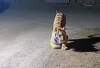 Mengungkap Misteri Viral: Mengapa Harimau Bisa Takut pada Kucing? Fakta, Mitos, dan Teori di Balik Video TikTok yang Bikin Heboh